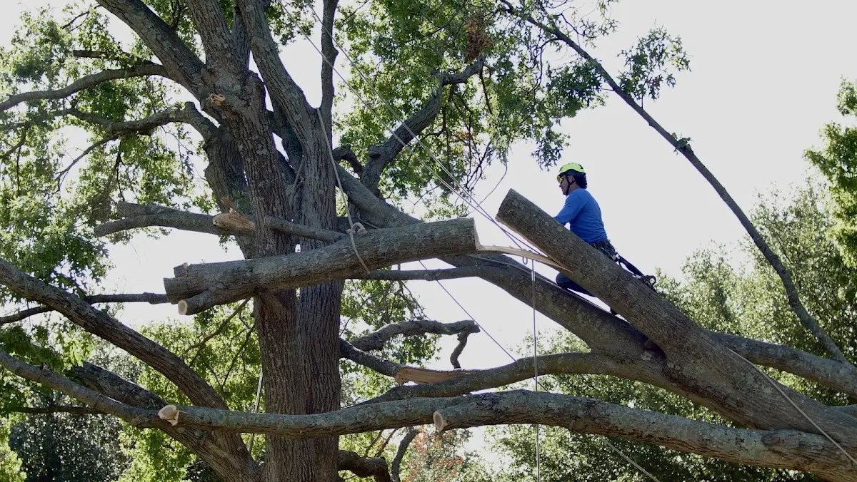 Professional Crown Thinning performed by certified arborists in Earlville