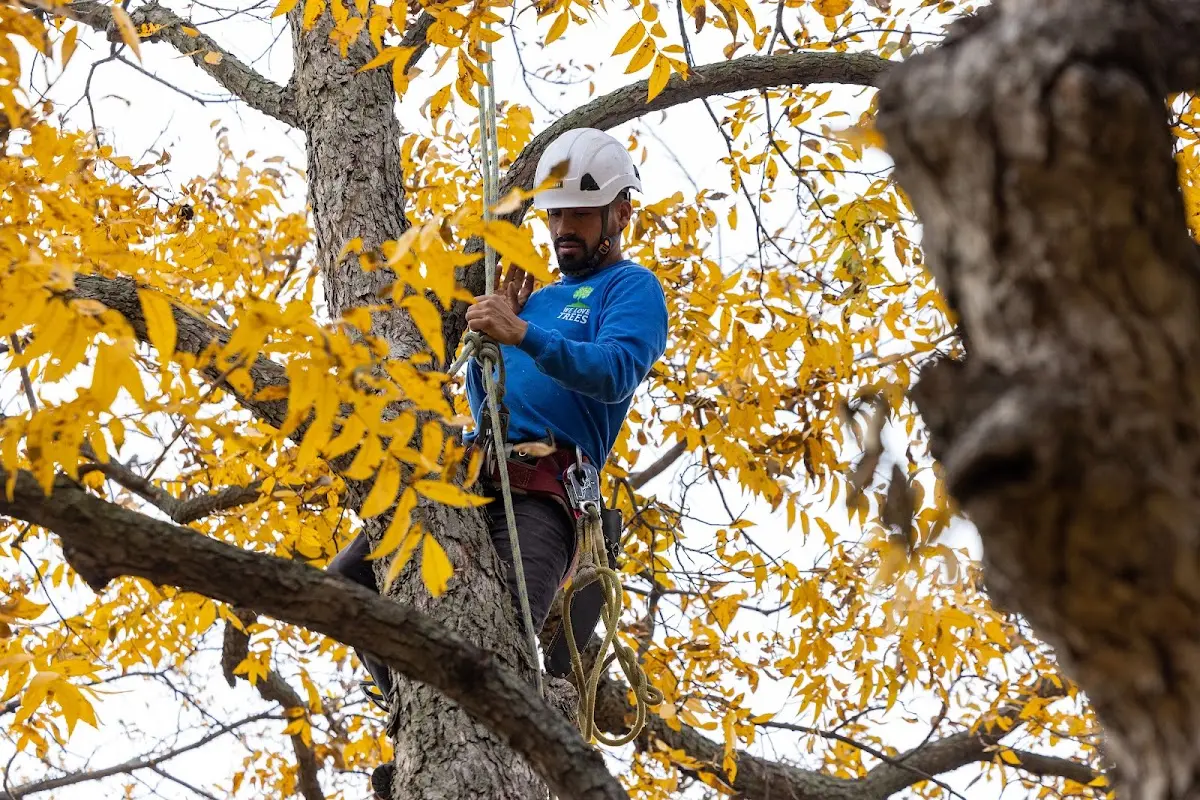 Skilled Tree Trimming crew working in Earlville