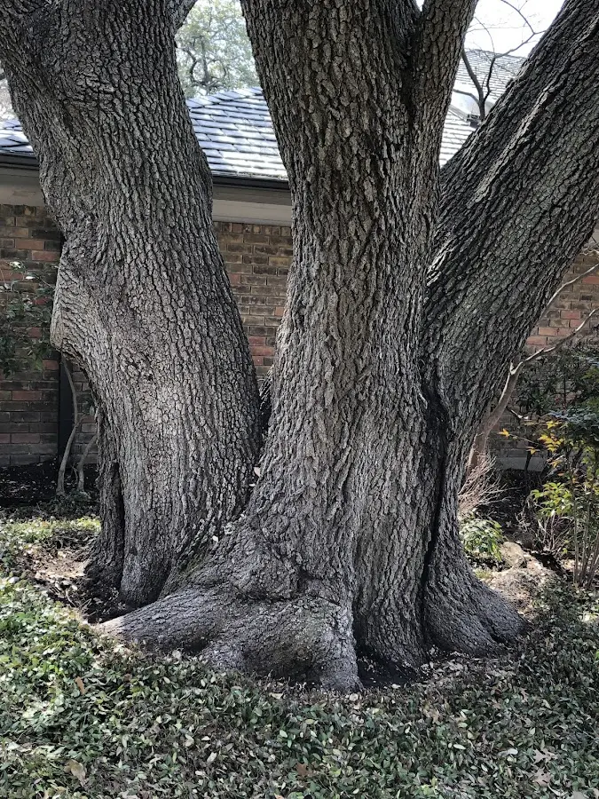 Mature heritage tree close to a Earlville property cared for by certified arborists